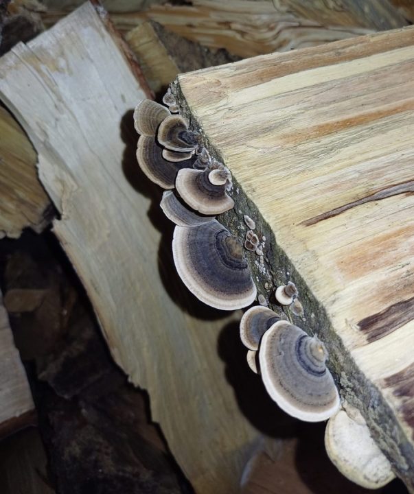 découvrez l'univers chaleureux de l'odeur du bois de chauffage. plongez dans une ambiance cocooning avec des arômes naturels qui évoquent confort et convivialité, parfaits pour vos soirées d'hiver.